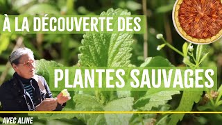 EXPLORATION GOURMANDE  Cueillette et dégustation de plantes sauvages [upl. by Canute]