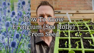 How To Grow Eryngium Planum From Seed How To Grow Sea Holly Growing Sea Holly Get Gardening [upl. by Esac744]