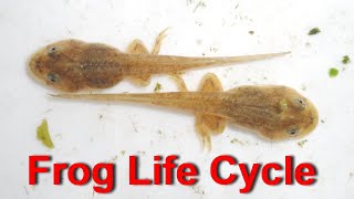 Life Cycle Of A Frog  From EggTadpole to Frog 40 Days [upl. by Elleuqram]