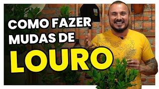 Como cultivar e fazer mudas de LOURO [upl. by Otrebcire105]