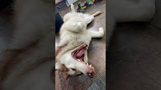 Talkative Fishy malamutelovers alaskanmalamutes adogslife [upl. by Ebsen304]