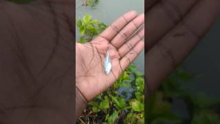 I helped 1 fish go home 🏠 Amazing fish 💯 shorts fish tiktok [upl. by Leinad196]