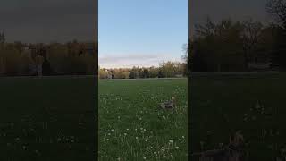 Dog Chasing Frisbee fpvdog drone evening yorkie [upl. by Dorolisa48]