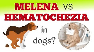 What is Melena vs Hematochezia in dogs philinsight dog bloodydiarrhea pets [upl. by Dwyer]