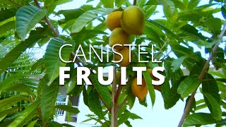 CANISTEL FRUITS EGGFRUIT SOUTHWEST FLORIDA URBAN GARDENING [upl. by Crellen]