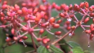 Viburnum plicatum Shasta Double File Viburnum [upl. by Temirf]