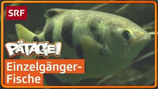 Schützenfisch spuckt Beute von Blättern  Pätagei  SRF Kids – Kindervideos [upl. by Judas82]