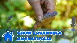 Maintaining amp Pruning Shrubs  How to Grow Lavandula Angustifolia [upl. by Bron]