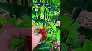 Shampoo ginger  how to enjoy the edible and potentially medicinal benefits of permaculture plant [upl. by Fisuoy]