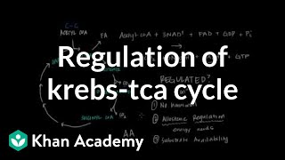 Regulation of Krebs  Citric Acid Cycle [upl. by Hemphill]