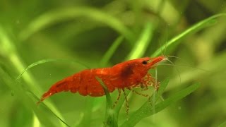 Cherry Shrimp  How To Breed What To Feed And Everything You Need [upl. by Kifar427]