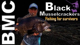 Shorebased Fishing for Black Musselcrackers Poensie A tale of survival [upl. by Hinda]