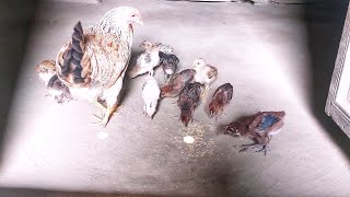 Chickens and chicks are eating well [upl. by Lyndy]