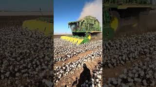 West Texas Cotton Stripping on a beautiful day God Bless Texas Cotton Farmers Cone TX USA [upl. by Ayyidas783]