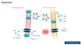 Modulation of ENPP1 Activity amp 2´3´cGAMP Degradation in Ovarian Cancer Cell Lines [upl. by Nirra]