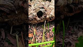 Giant hornet nest on the ground nature shorts bee [upl. by Niamart]