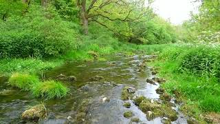 Relax with nature woodland stream and turtle doves [upl. by Sarge413]