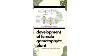 Development of female gametophyte one shot  biologyclass12th [upl. by Ikoek]