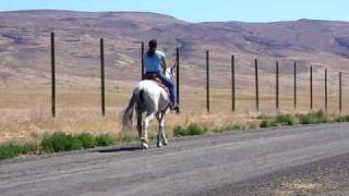 Simon Cowell The Gaited Mule [upl. by Gav]