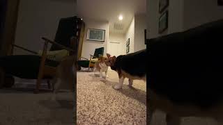 Guess who wins Corgi Tug Of War shorts betting [upl. by Carree]