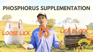 How to Identify amp deal with Phosphorus deficiencies in Cattle [upl. by Harlan176]