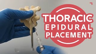 Thoracic Epidural Placement Landmark Training  Human Anatomical Model T78 [upl. by Kluge220]