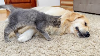 What does a Fluffy Kitten do when it Finds a Sleeping Golden Retriever [upl. by Ailemrac]