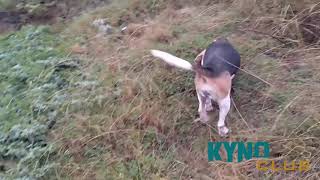 Beagle Hunting Rabbit Greece [upl. by Okun]