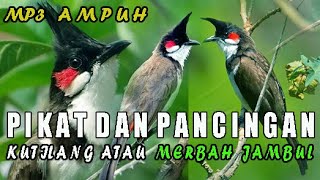 Suara pikat merbah jambul mp3 durasi panjang jernih dan ampuhredwhiskered bulbul call [upl. by Haela]