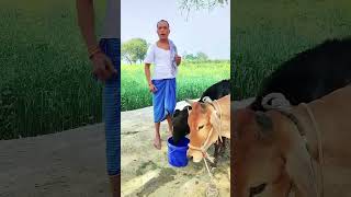 comedy funny sorts funny शॉर्ट्स sonu Malang video हमरो शादी करवा द 😄😁😁😄😄 [upl. by Ilarin]