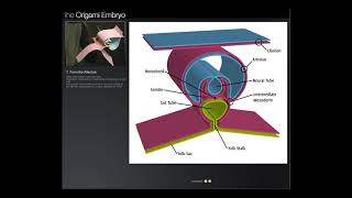 Origami Embryo Origami de Embrião [upl. by Marcille]