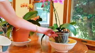 Watch me water and fertilize my orchids growing in bark [upl. by Bunce]