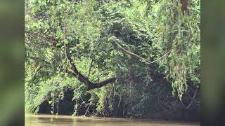 Pohon Kensurai Dryobalanops oblongifolia di sepanjang Sungai Kapuas Kab Kapuas Hulu 🙏🙏 [upl. by Mayne]