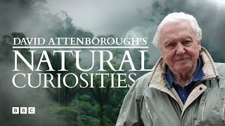 David Attenboroughs Natural Curiosities  BBC Select [upl. by Helman690]