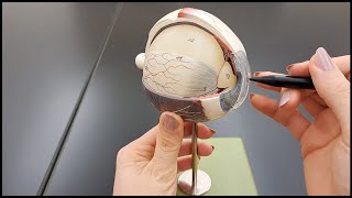 Structures of the Eye in Under 2 minutes [upl. by Attenna194]