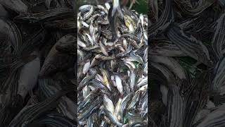 Tengra Fishing in Village River in Fish Market fishing [upl. by Nuahsyt]