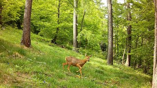 Chevrette en alerte  Roe doe on alert [upl. by Kliber]