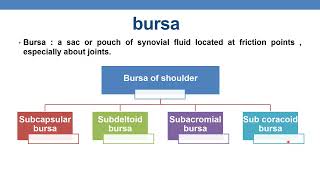 Anatomy of musculoskeletal system Shoulder joint [upl. by Eelynnhoj13]