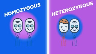 Genetic Diversity in Plants A Study of Homozygous and Heterozygous Variations [upl. by Levy129]