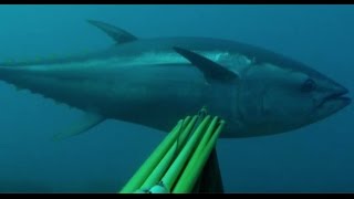 Bluefin Tuna World Record on Spear Part 2 [upl. by Eiresed]