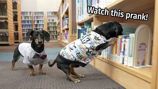 Ep 5 The Dogs Go to The Library  Cute amp Funny Dachshund Video [upl. by Wilow584]