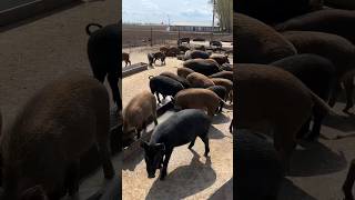 Boar Feed With Farrowing Pen pig boar animal viral short wildpig wildboar wildlife farmlife [upl. by Nilrev835]