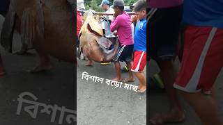 বিশাল বড়ো মাছ shorts shortvideo facts short [upl. by Otte]