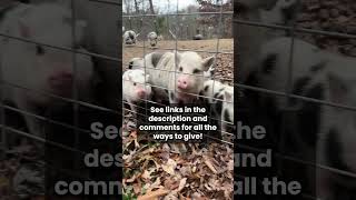 Please help the pigs hit our fundraising goal for Giving Tuesday ❤️🐷🙏 pigs animalsanctuary [upl. by Erdnassak912]