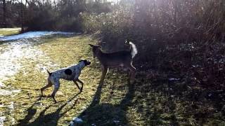 German Shorthair Pointer playing with deer [upl. by Pass]