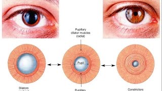 Autonomic control of pupillary size and accommodation  sphincter radial ciliary muscle [upl. by Katheryn397]