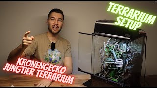 Kronengecko Jungtier Terrarium Einrichtung Setup [upl. by Aan]