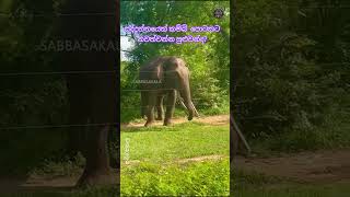 වැටෙන් එහා Wild මෙහා විතරද Life [upl. by Aseela]