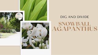 How to dig and divide Dwarf Agapanthus Snowball at Littlewood Agapanthus Farm South Australia [upl. by Culberson]