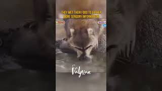 Raccoon Tries to Wash Cotton Candy shorts amazing nature [upl. by Dulcea]